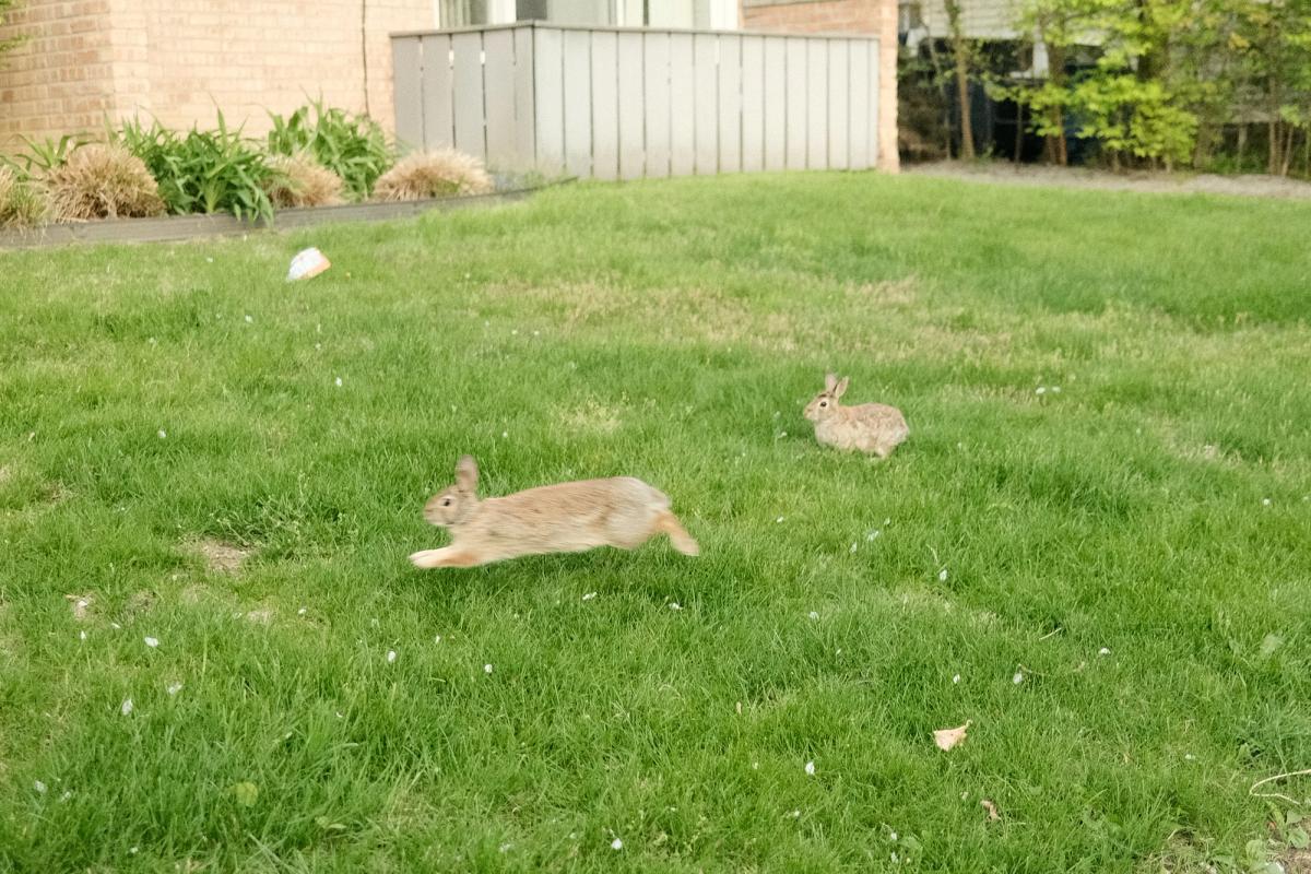 two rabbits run from a fight