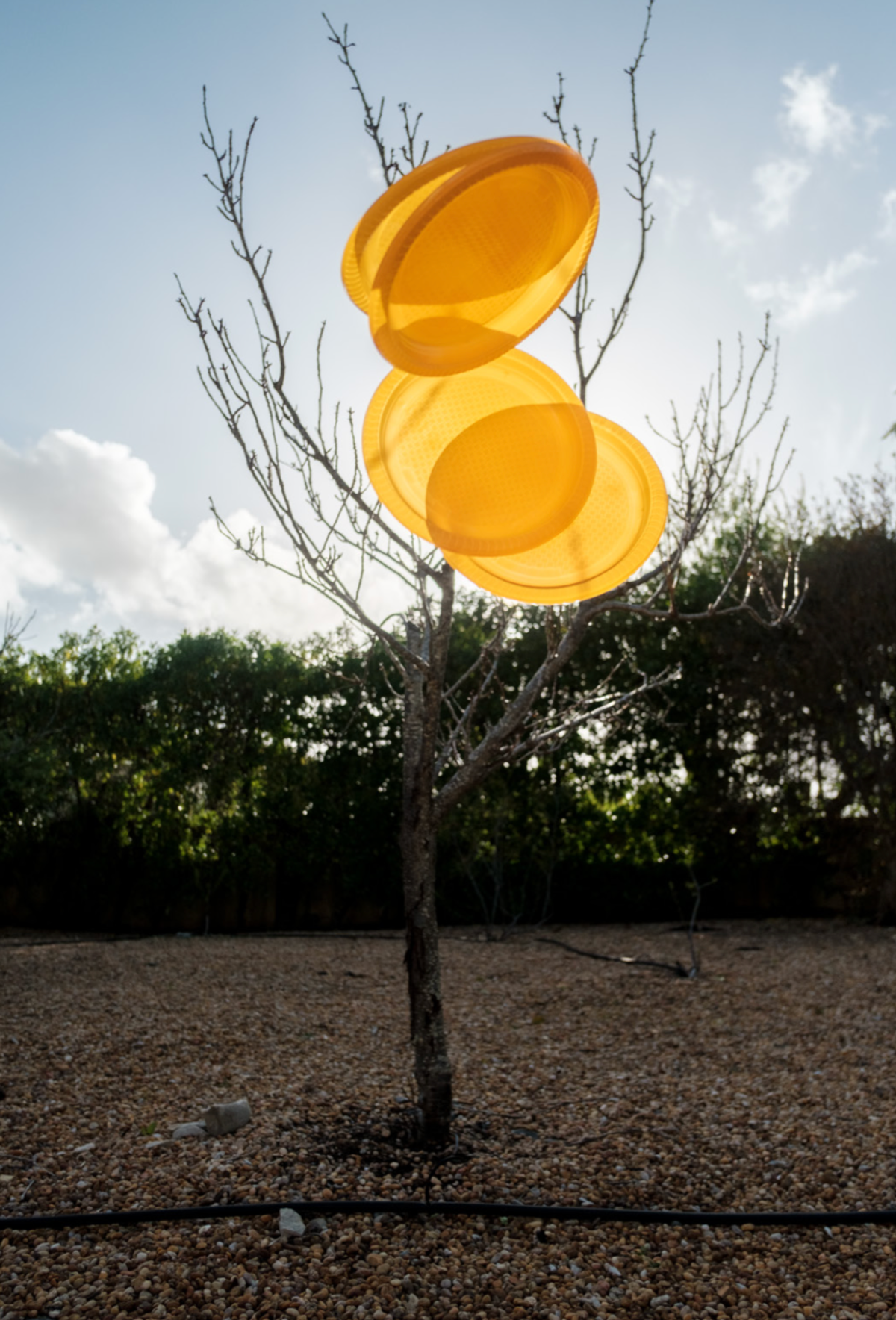 Souvenirs From The Sun 1