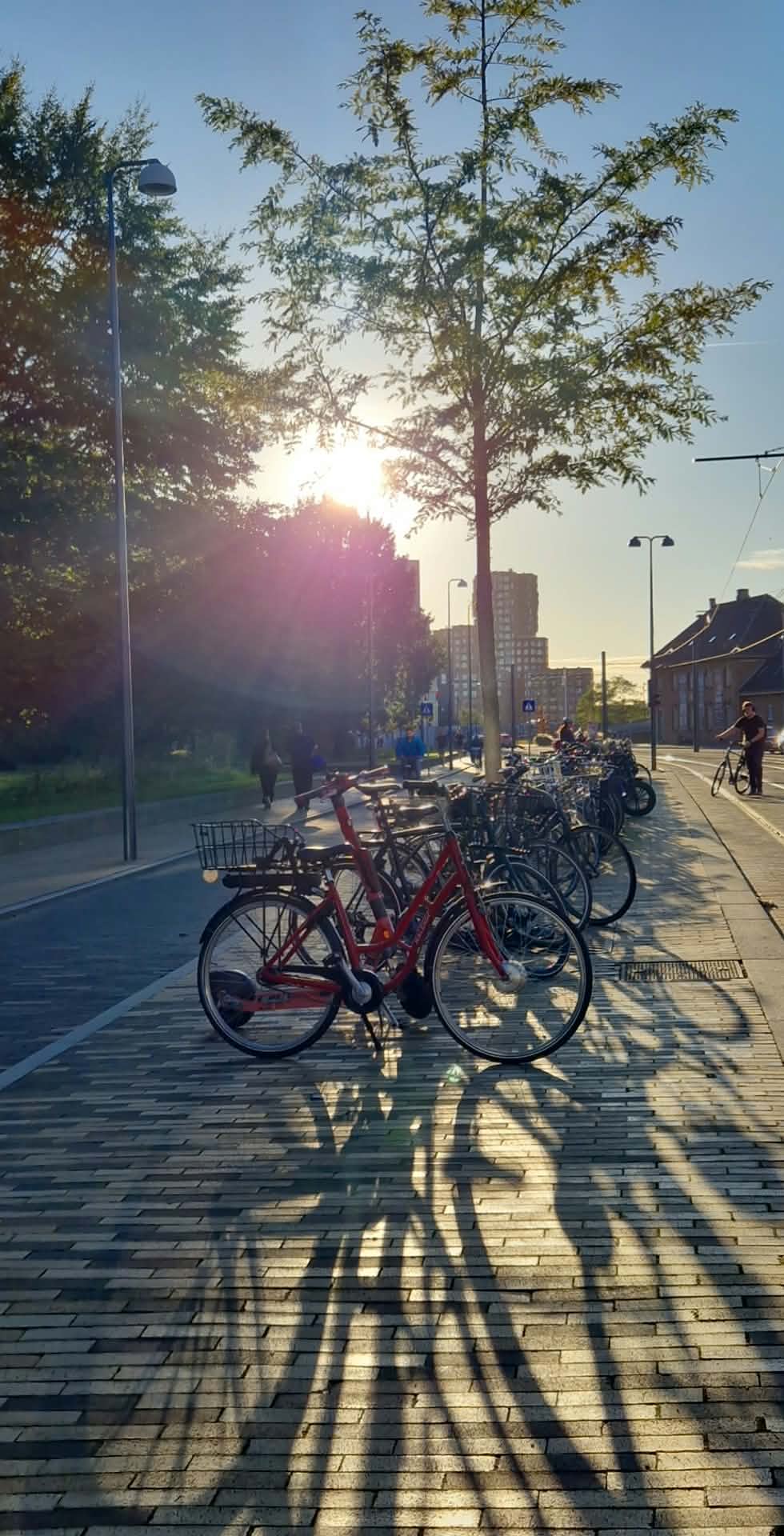 Bilde av sykler i solnedgang