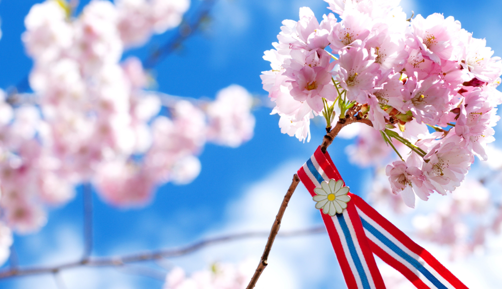 Bilde av en 17. mai sløyfe rundt en gren fra et blomstrende kirsebærtre
