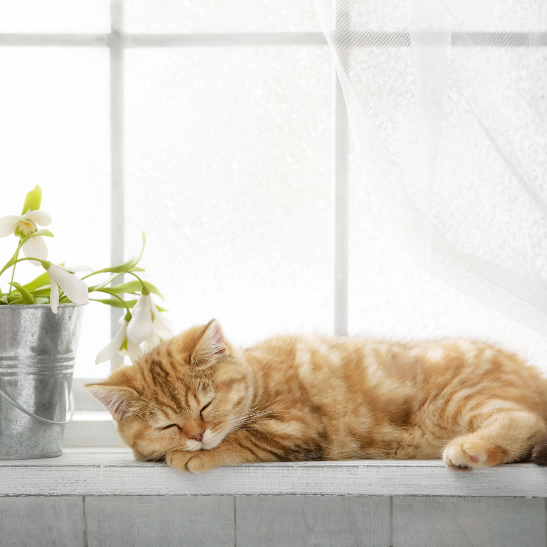 Pusekatt som hviler i vinduskarmen (Soltrall)