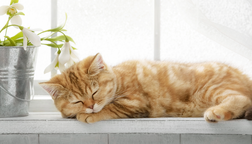 Pusekatt som hviler i vinduskarmen (Soltrall)