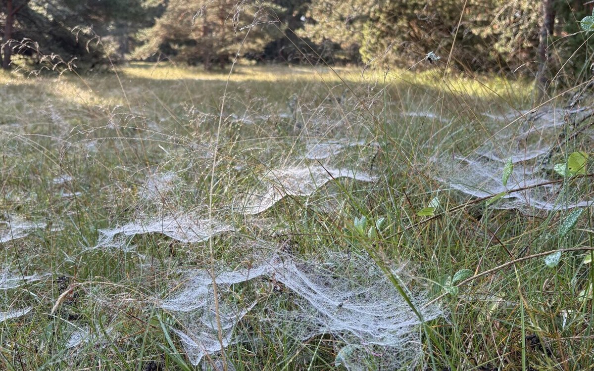 Narsissisme og åndelig materialisme