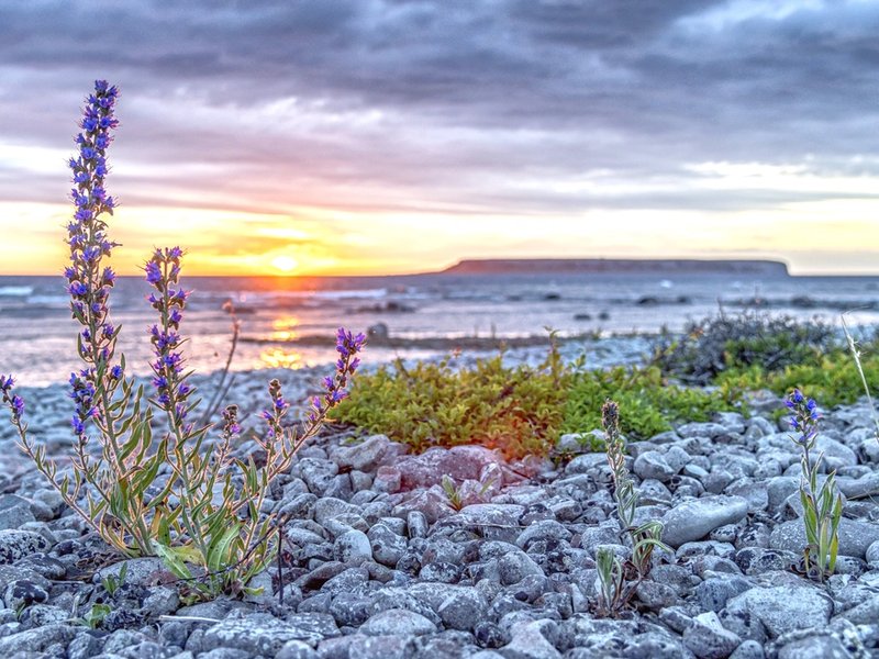 Blåeld(blomst) i forgrunnen, hav og solnedgang i bakgrunnen