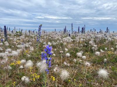 Bilde av blomstereng
