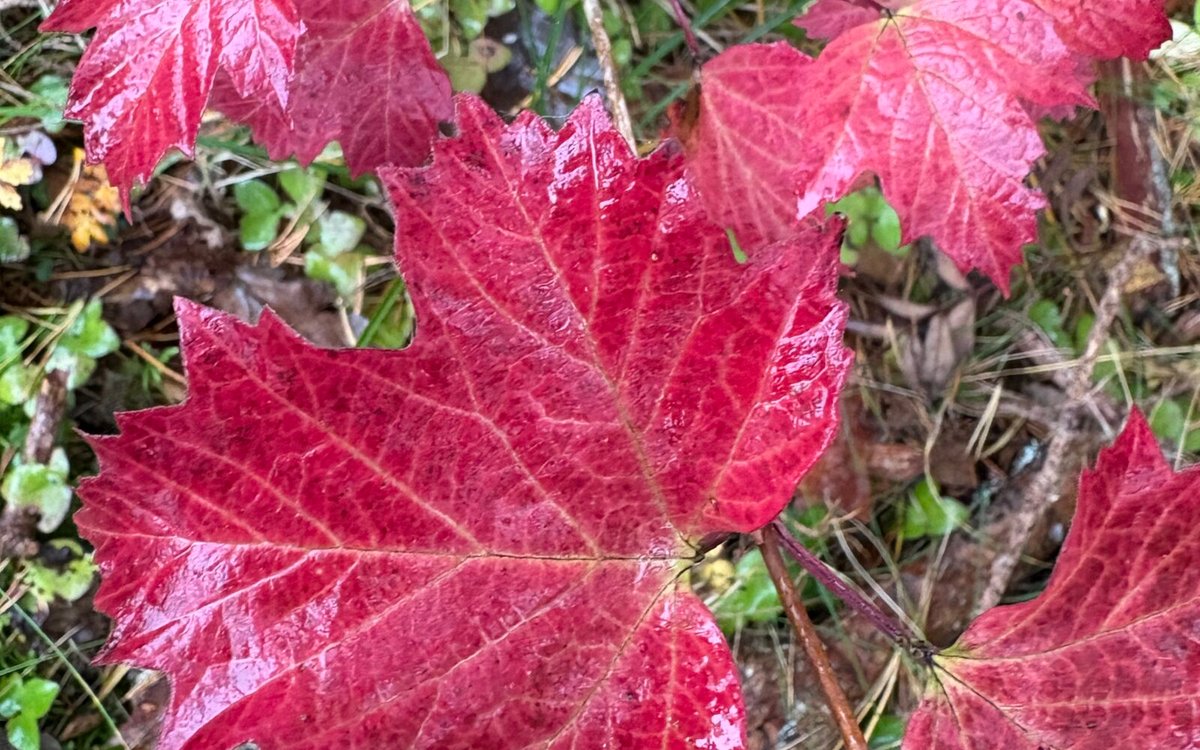 Byråkrati og åndelig tomhet