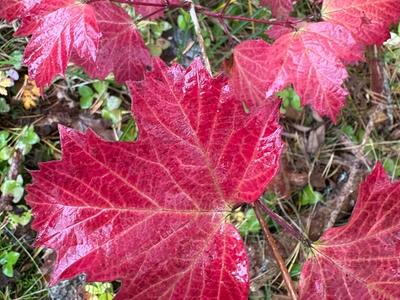 Høstrøde lønneblad