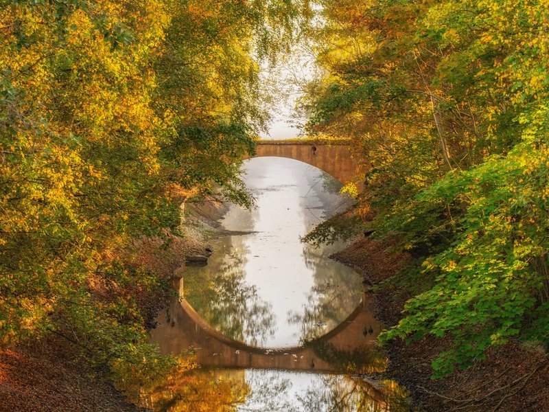 Bro over stille elv i frodig skog