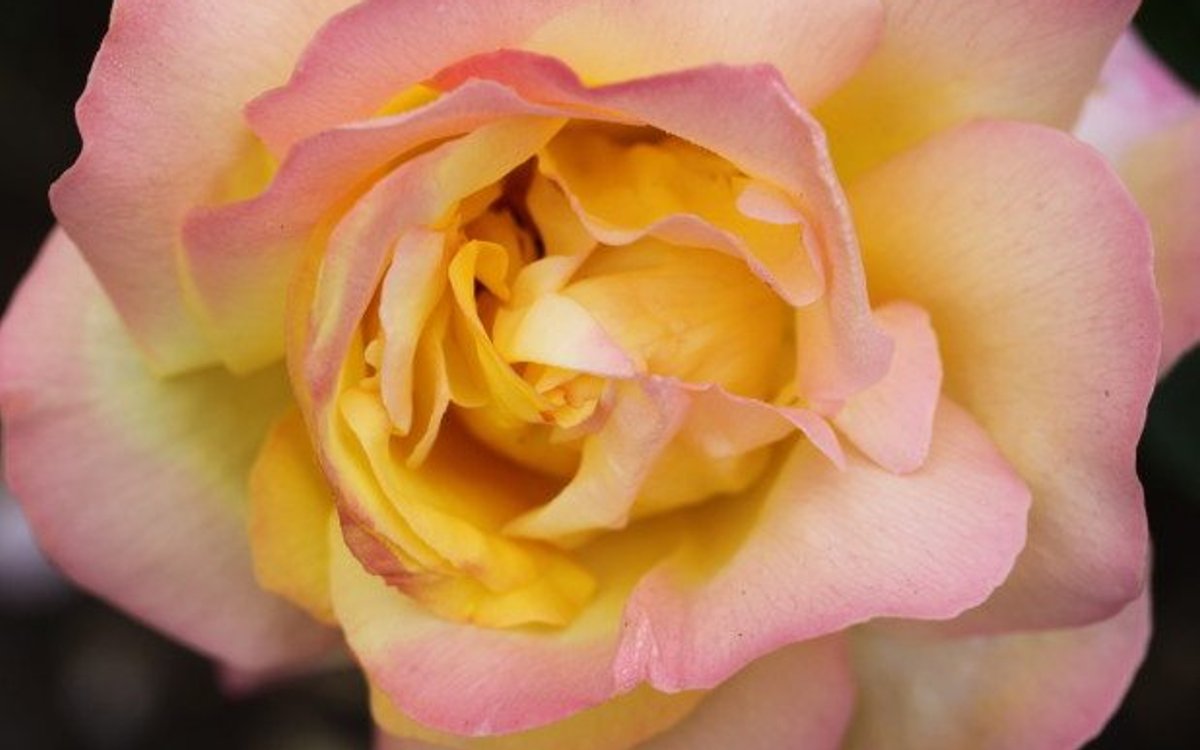 Magiske Mystic Rose…..