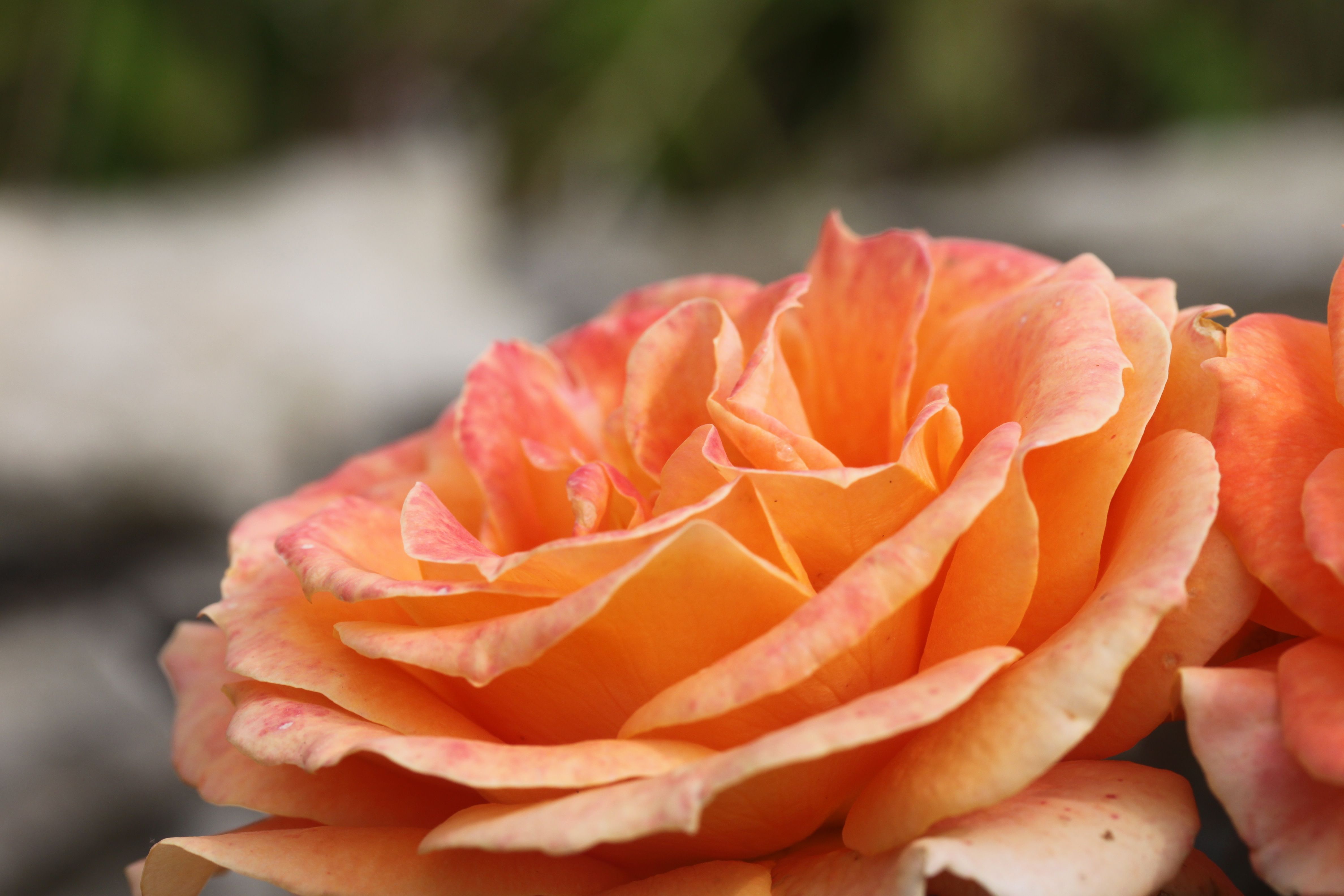 Mystic Rose