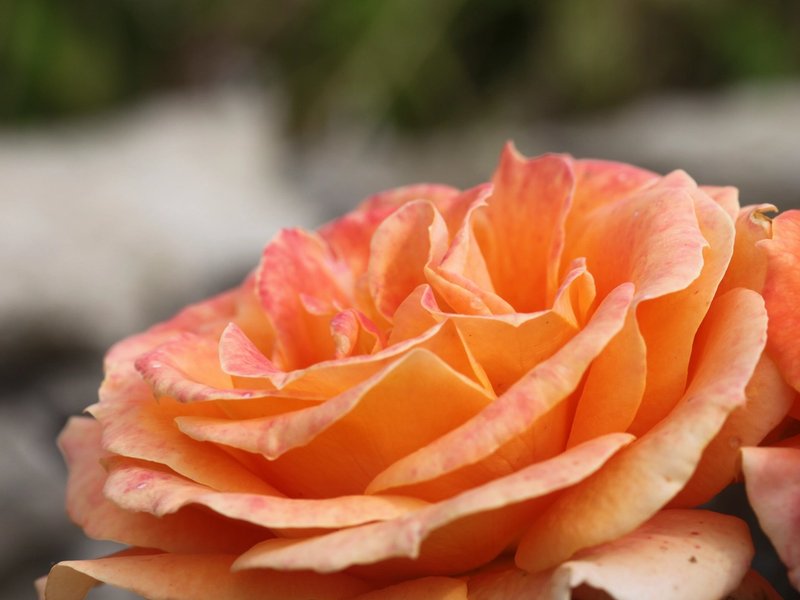 Mystic Rose