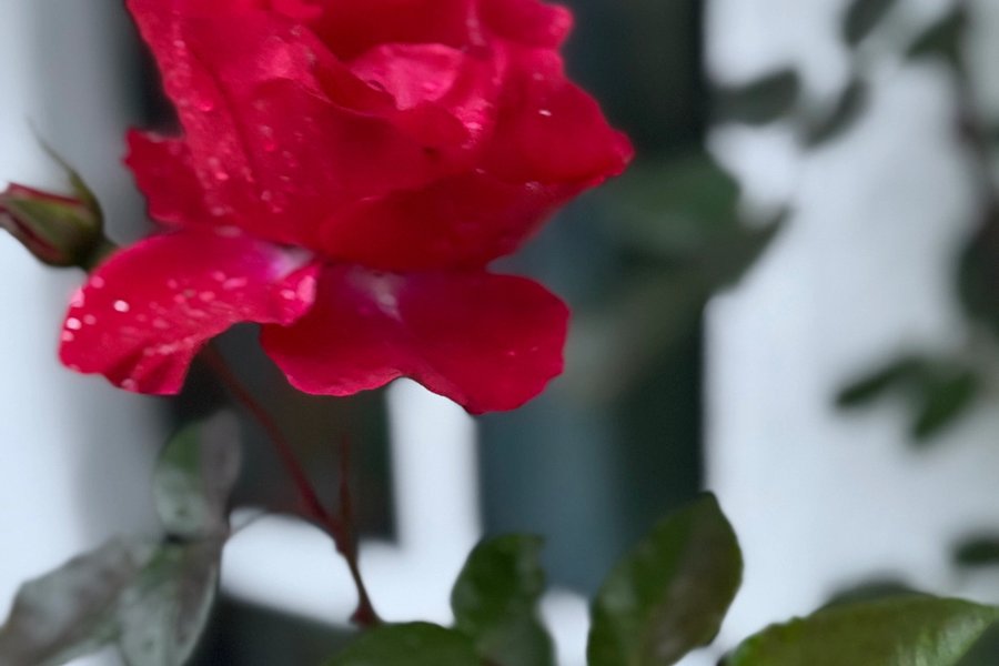 Desember rose