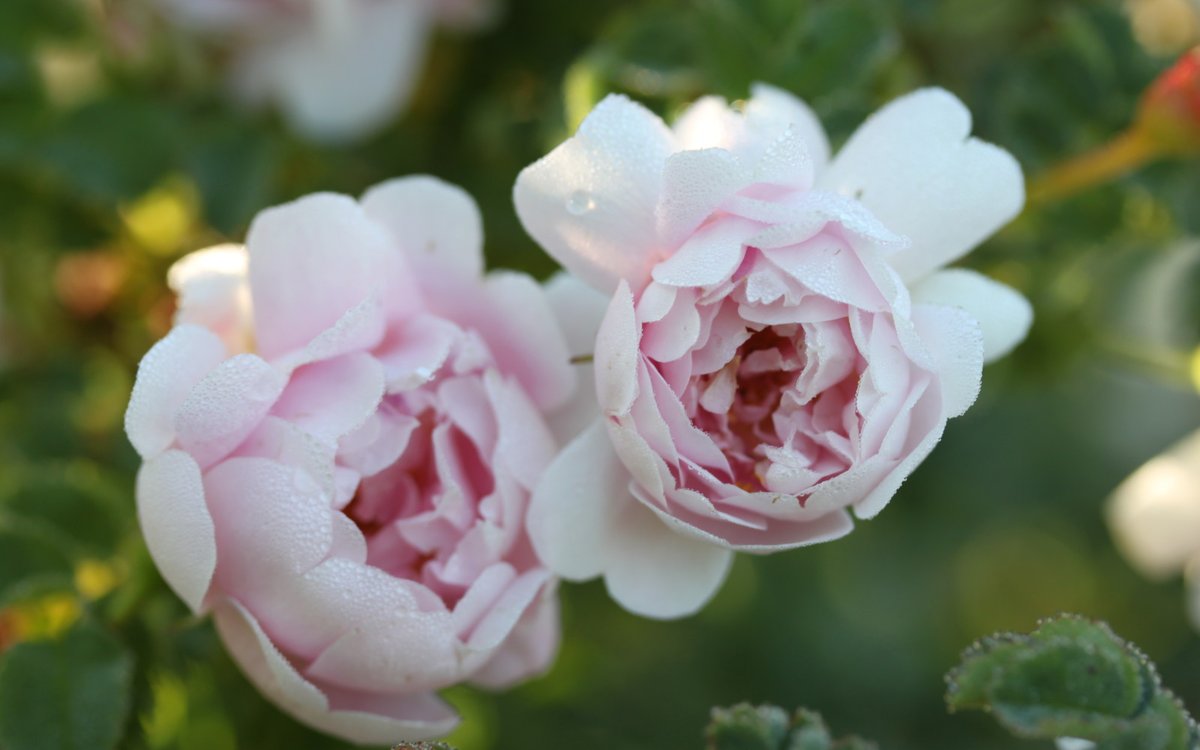 Mystic Rose