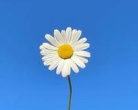 Džin koji miriše na Taru