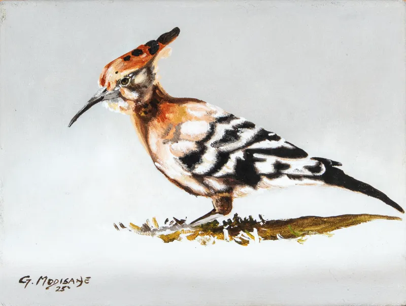 Hoopoe, Tijane Geomeone Modisane, 2025.