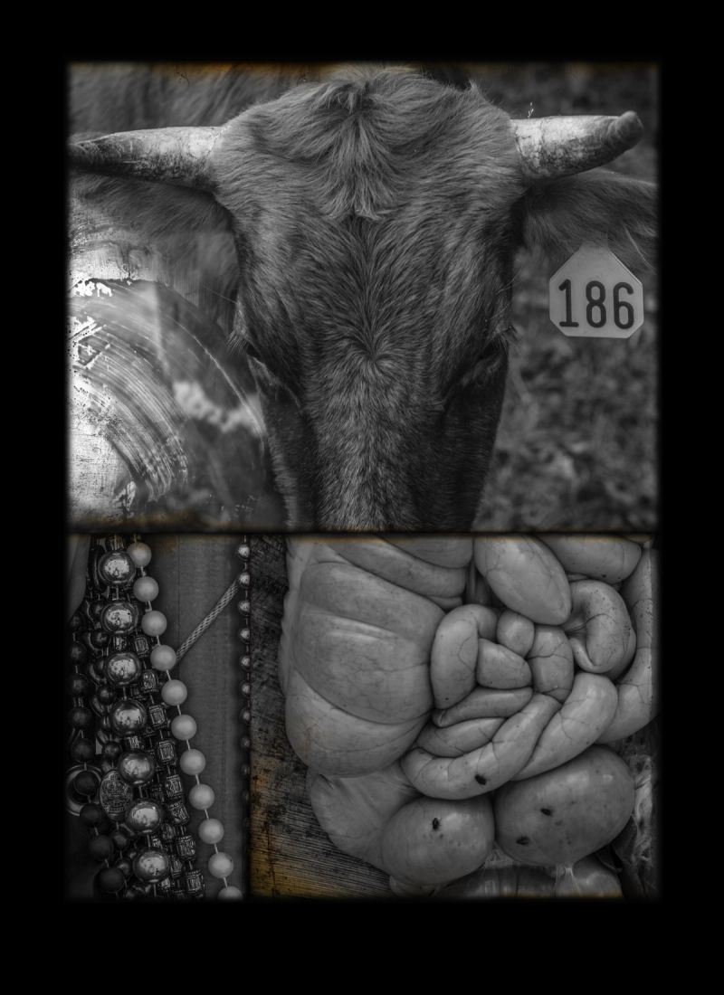 If Only They Would Run, 2019. 32x44. Spanning multiple regions in the Americas, to include Eastern Hispaniola, Rural Georgia, and the Seventh Ward of New Orleans Louisiana; this photographical meld investigates domestication, revelry and codification.