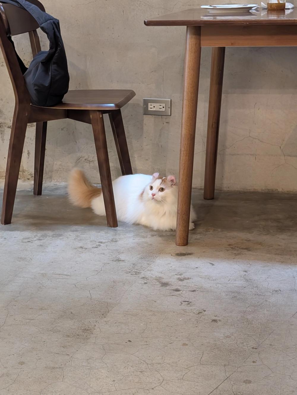 Content Image
