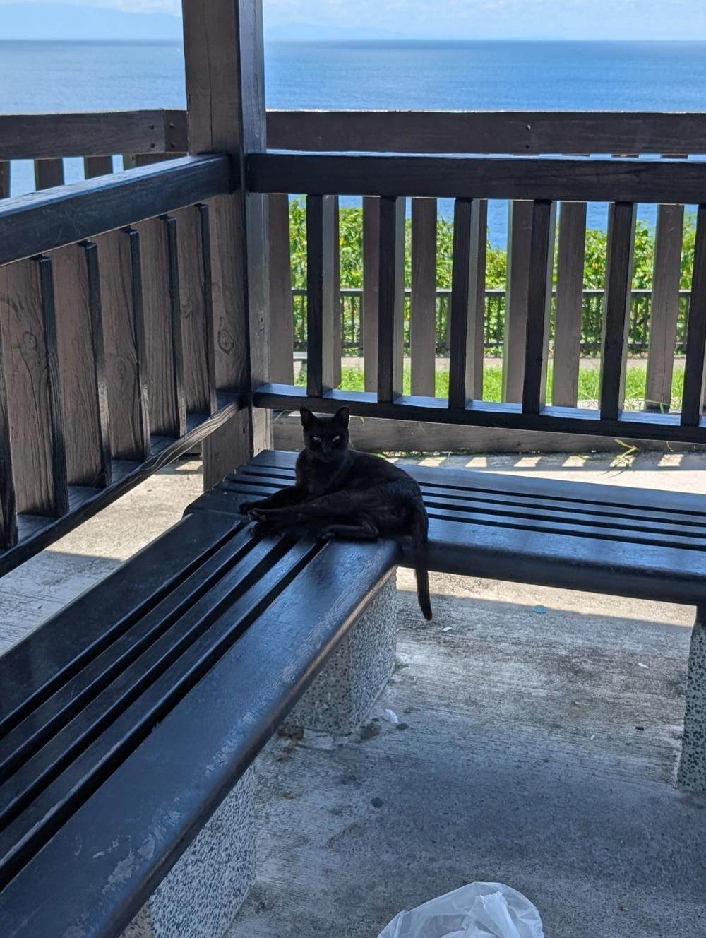 Schwarze Katze auf Parkbank