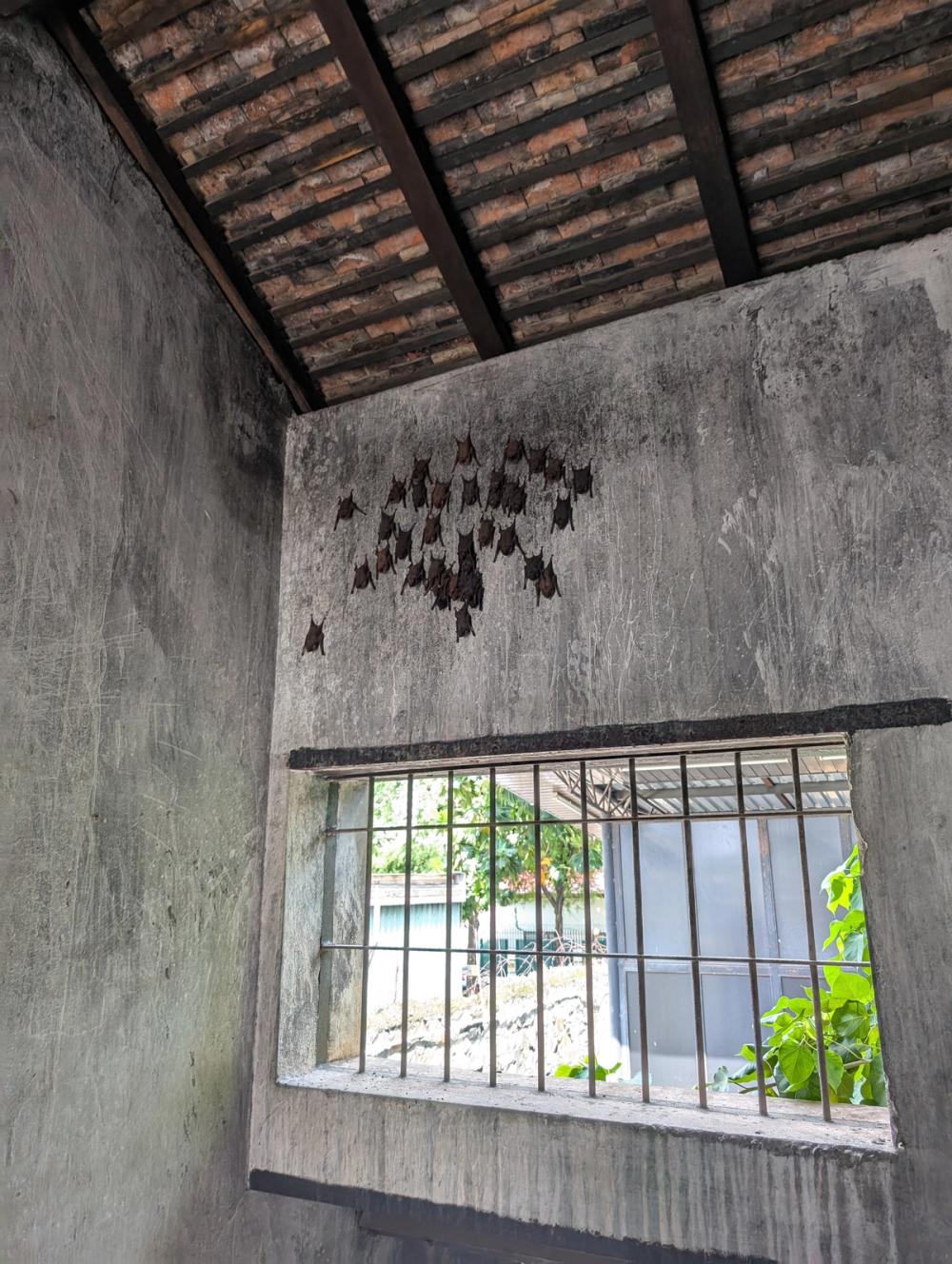 Echte Fledermäuse in einem nachgebauten Zellenblock