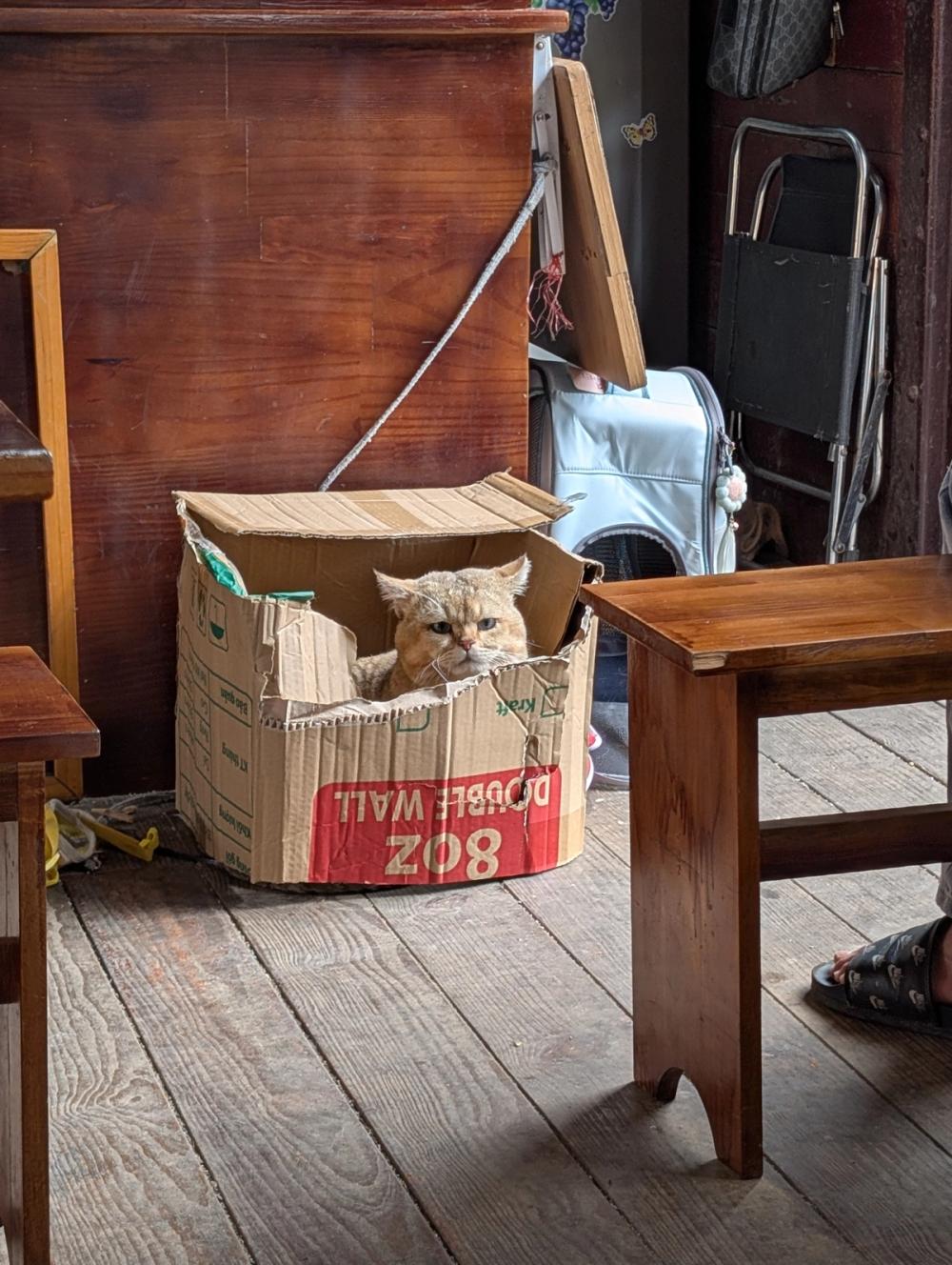 Wirklich süße Katze