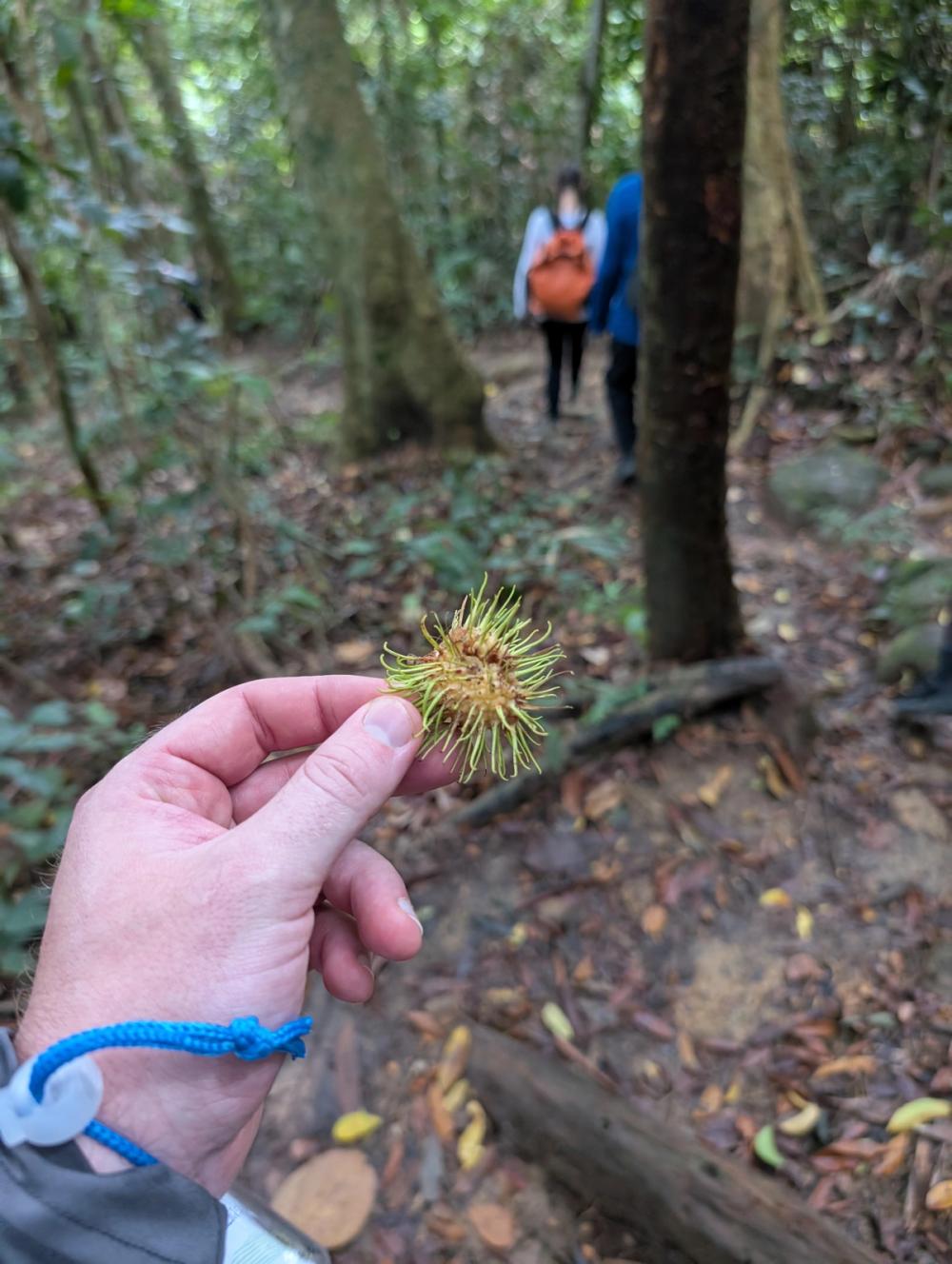 Wilde Rambutan aufgehoben