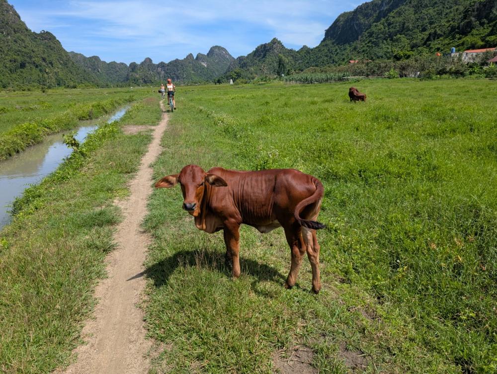 Kuh im Feld vorm Viet Hai Village