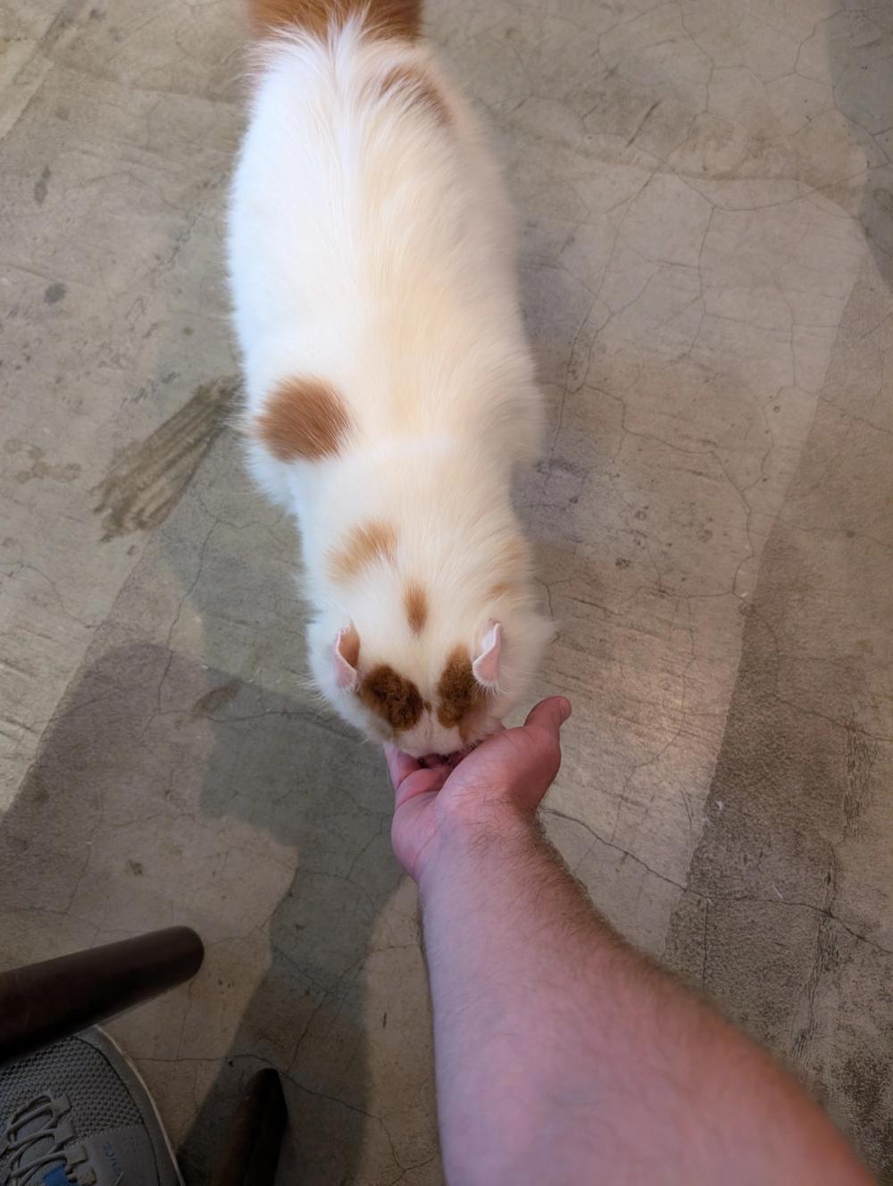 Content Image