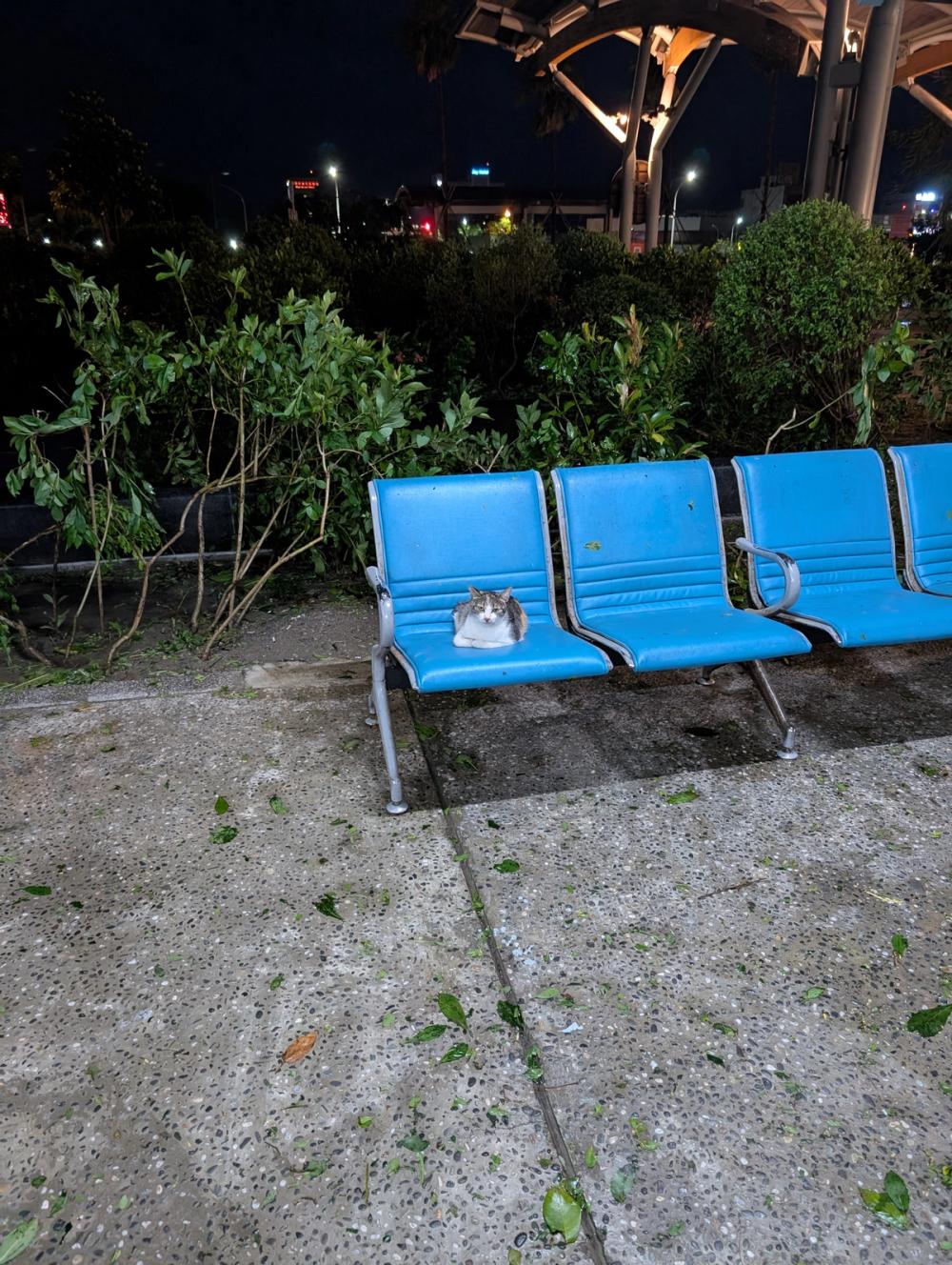 Katze auf Sitzbank am Bahnhof Taitungs