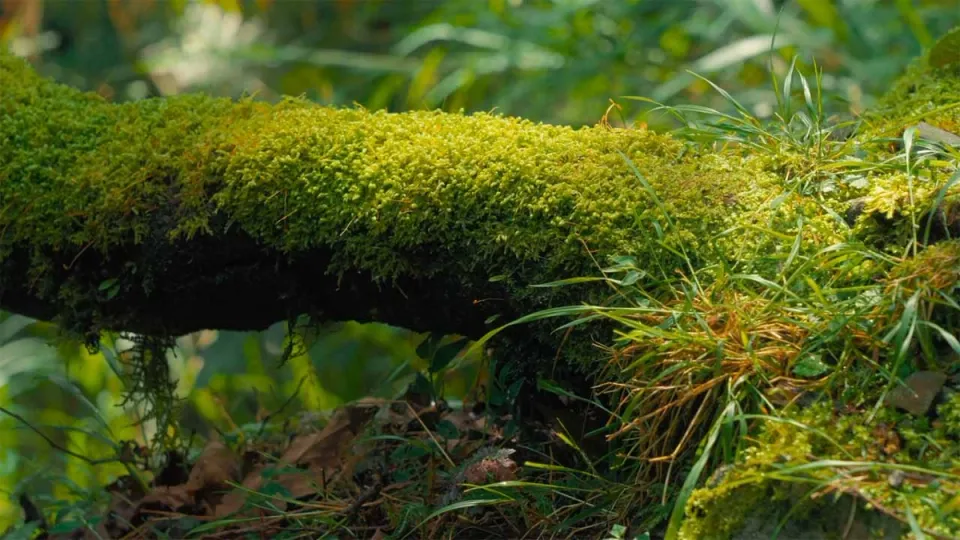 山林記憶 ─ 巡山日記