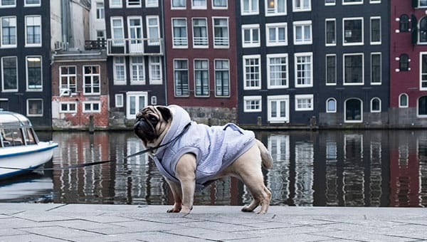 Amsterdam met een hond bezoeken: de mogelijkheden