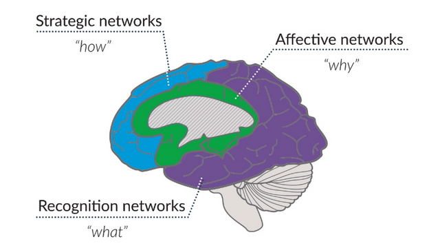 Text appears around an image of the brain. The brain is situated with the brainstem on the bottom right and the front of the brain facing left. At the top left the text reads: “Strategic networks, ‘how,’” with a line pointing to the front third of the brain, which is coloured in blue, indicating the prefrontal cortex. At the top right the text reads: “Affective networks, ‘why,’” with a line pointing to the centre of the brain, which is coloured in green, indicating the limbic system. At the top right the text reads: “Recognition networks, ‘what,’” with a line pointing to the upper back area of the brain, which is coloured in purple, indicating the parietal lobe.  