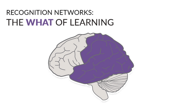 Text appears above an image of the brain. The text reads: “Recognition Networks: The What of Learning.” The brain is situated so the brainstem is on the bottom right with the front of the brain facing left. The upper back area of the brain is coloured in purple, generally mapping to the parietal lobe. 