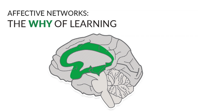Text appears above an image of the brain. The text reads: “Affective Networks: The Why of Learning.” The brain is situated so the brainstem is on the bottom right with the front of the brain facing left. The central area of the brain is coloured in green, indicating the limbic system.  