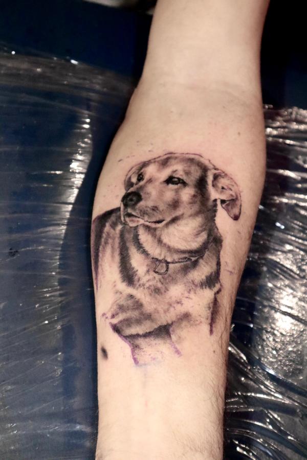 dog portrait
