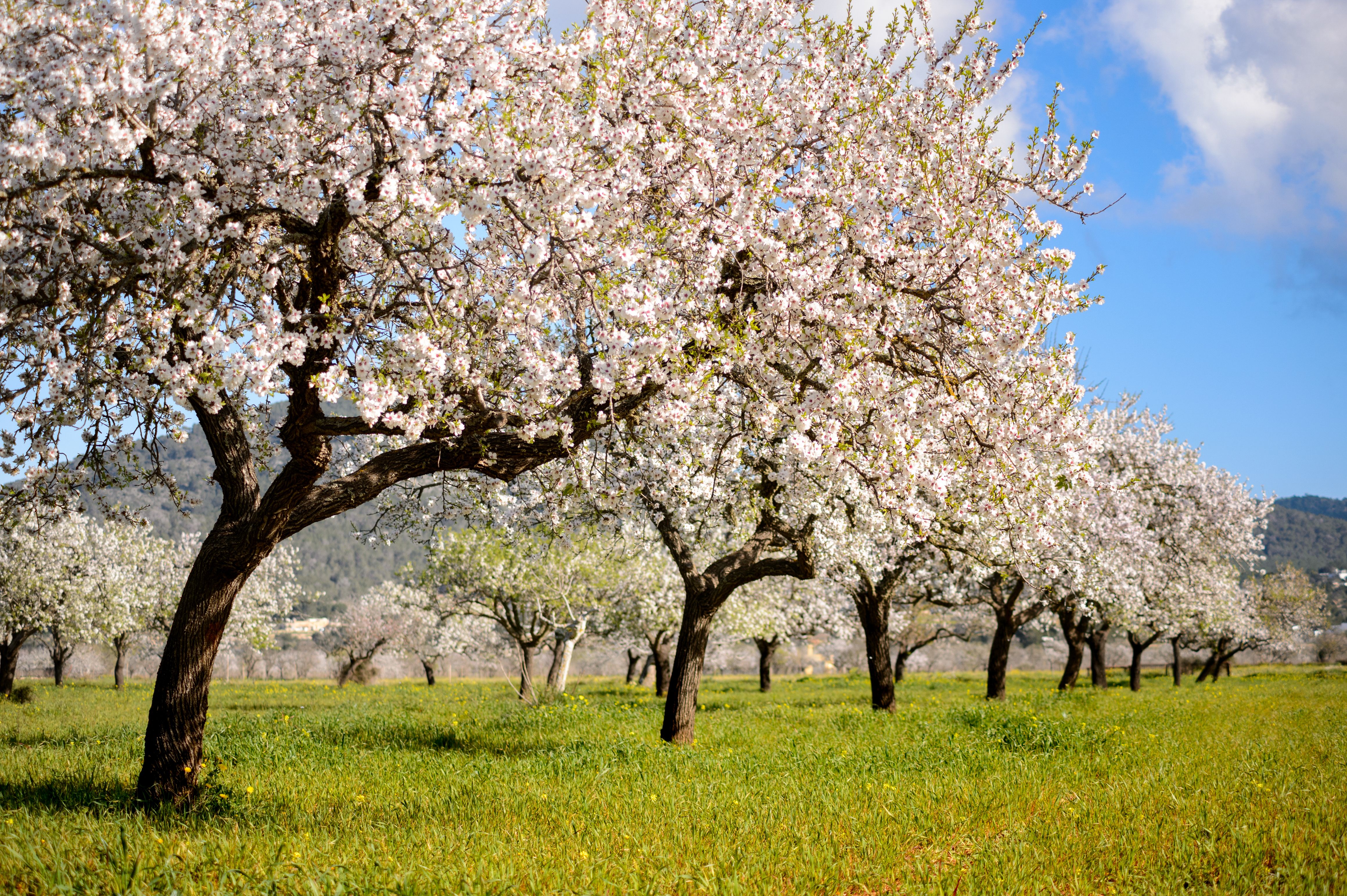 Almond trees in Ibiza, Spain