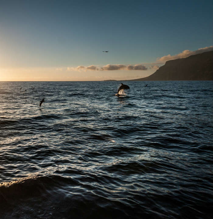 Dolphins jumping in the ocean in Tenerife