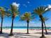 A view through palm trees of Alcudia beach in Majorca