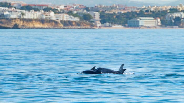Dolphins off the coast of the Algarve