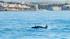 Dolphins off the coast of the Algarve