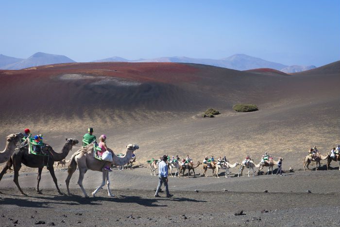 Camel Riding At Timanfaya Park