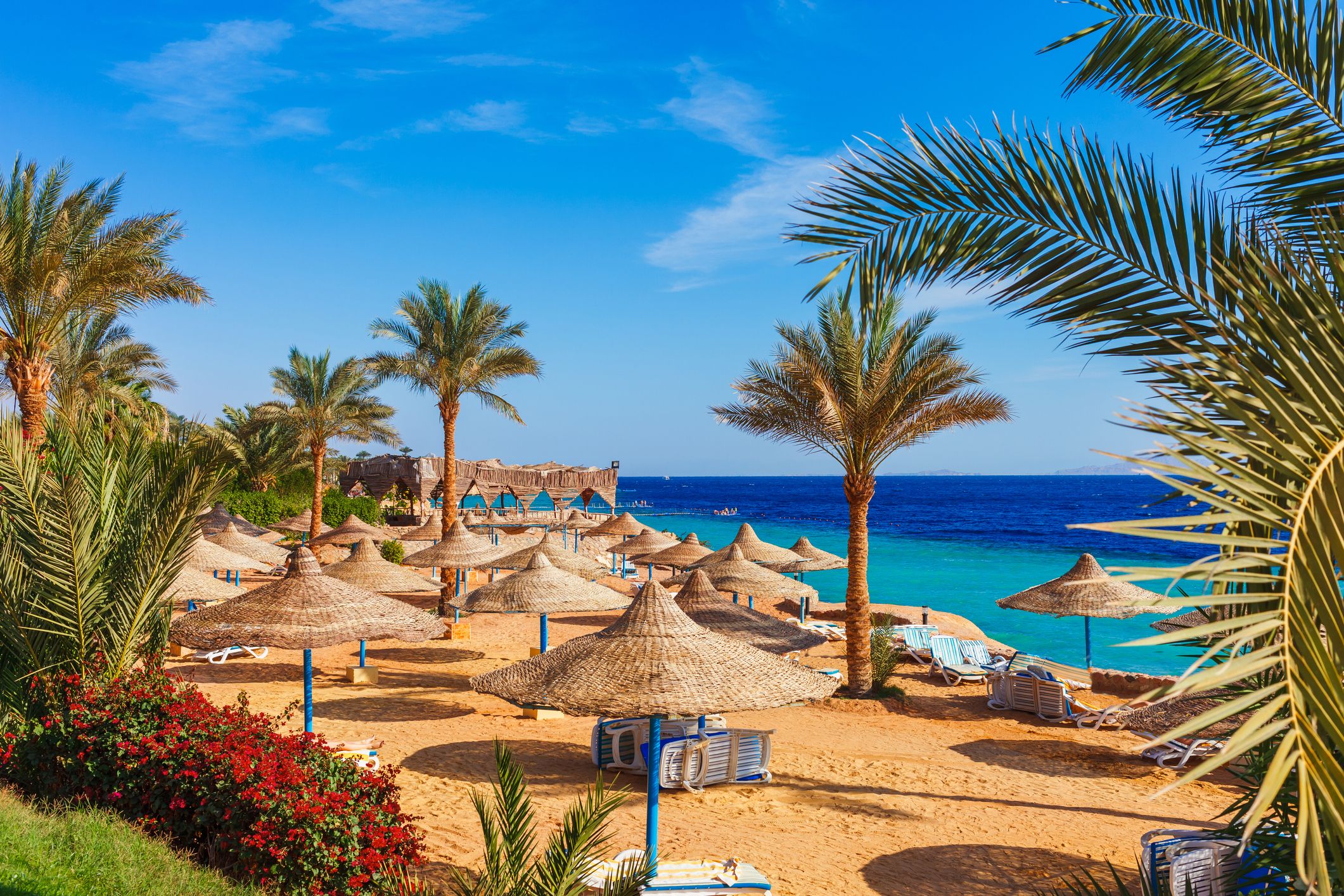 Sunny resort beach with palm tree at the coast shore of Red Sea in Sharm el Sheikh, Egypt.