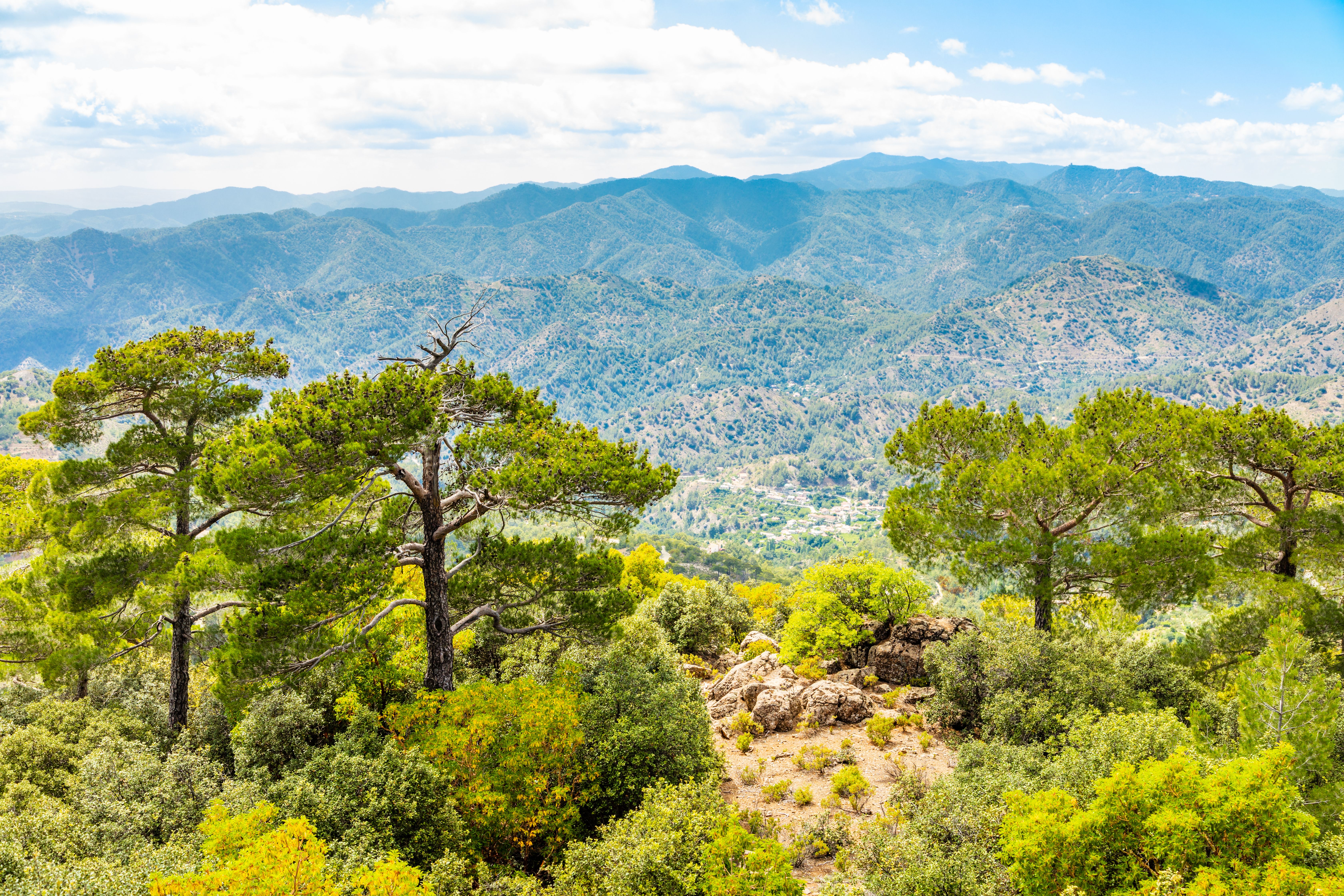 View of cedar trees with rolling sparsely vegetated mountains in the background.