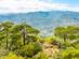View of cedar trees with rolling sparsely vegetated mountains in the background.
