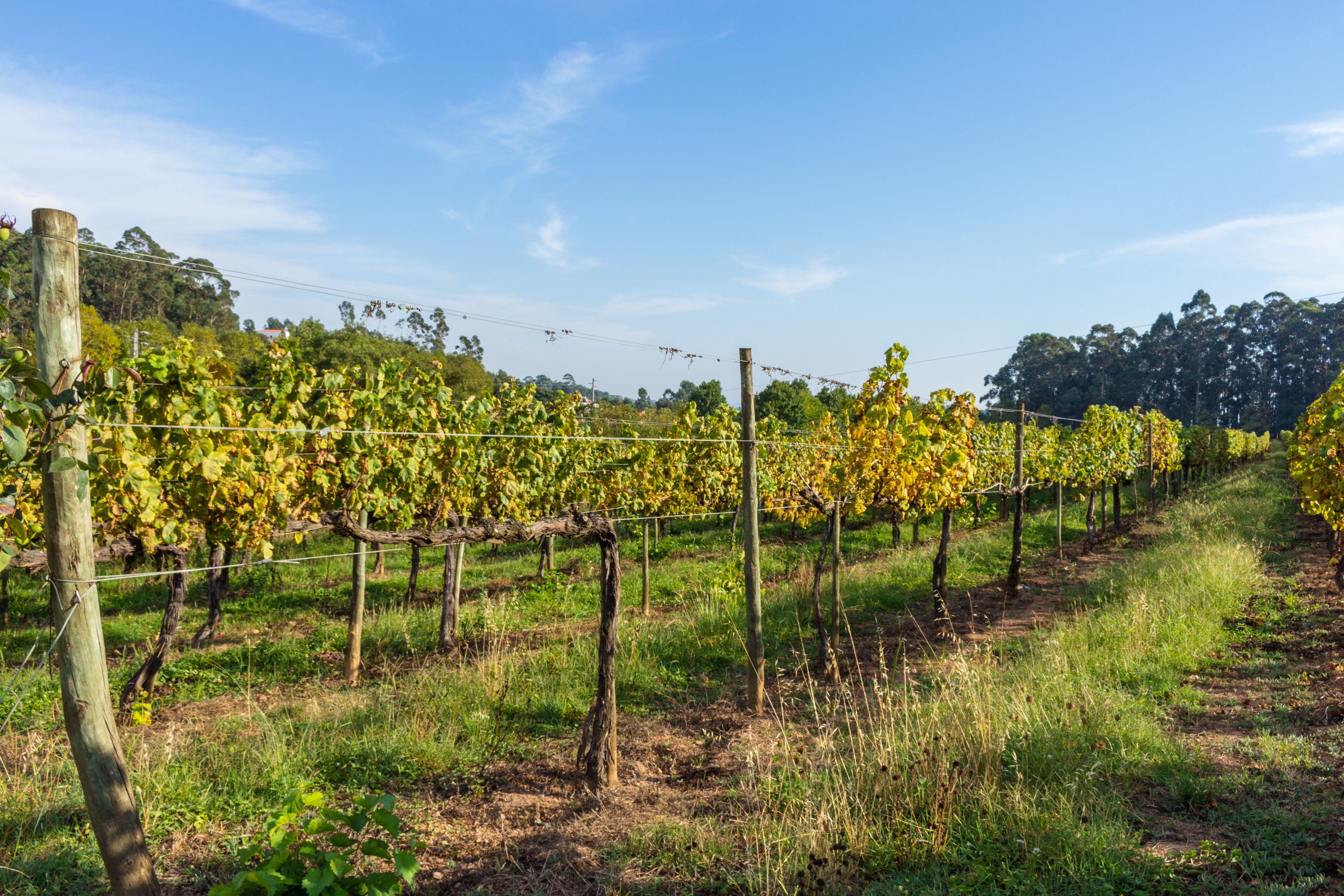 View of rows of ready-to-pick grapes in a lush vineyard on a sunny day in Portugal.