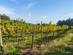 View of rows of ready-to-pick grapes in a lush vineyard on a sunny day in Portugal.