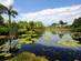 View of giant green water lilies floating in a still pond on a sunny day