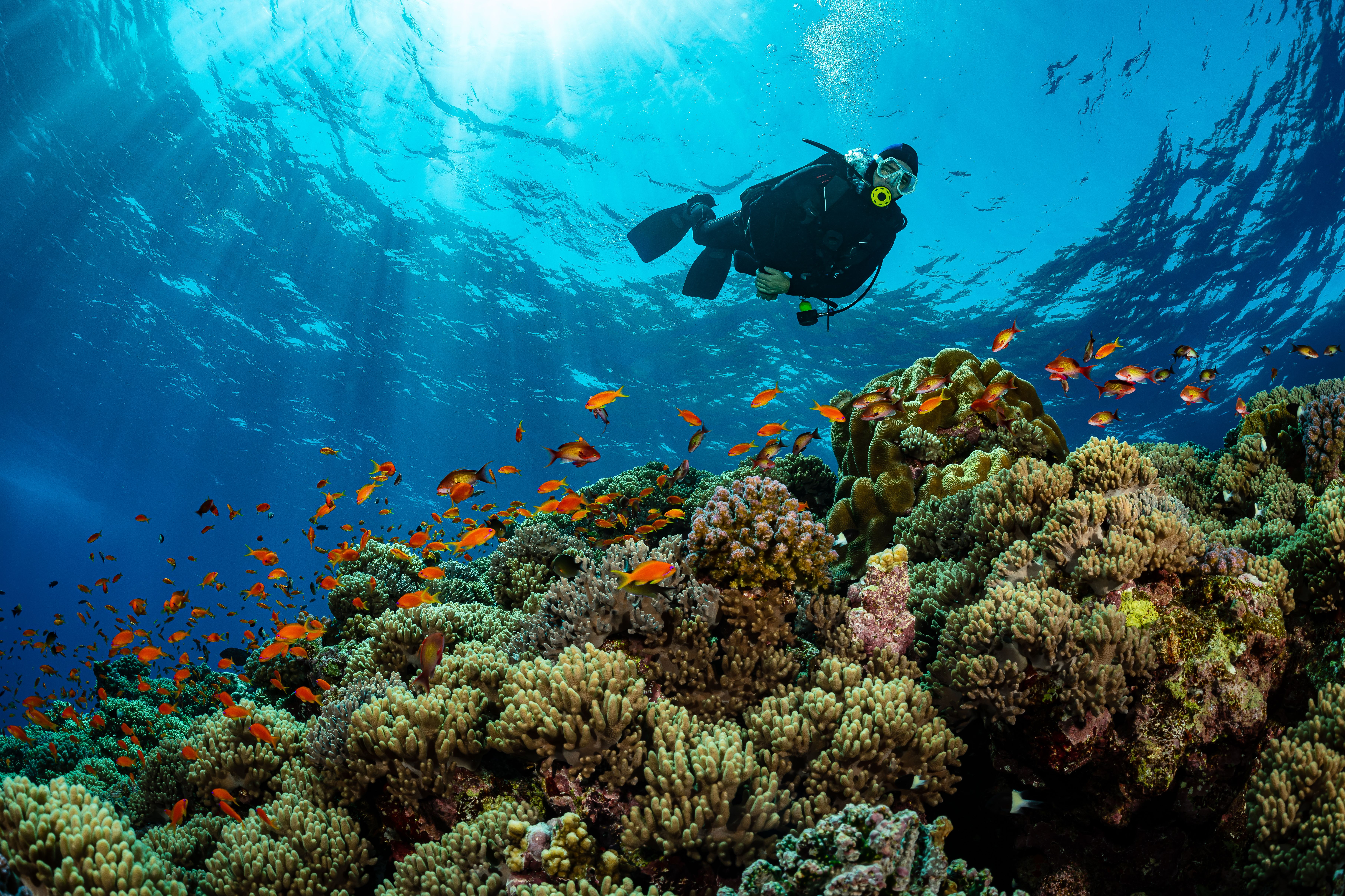 A scuba diver in the Red Sea with tropical reef and fish