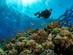 A scuba diver in the Red Sea with tropical reef and fish