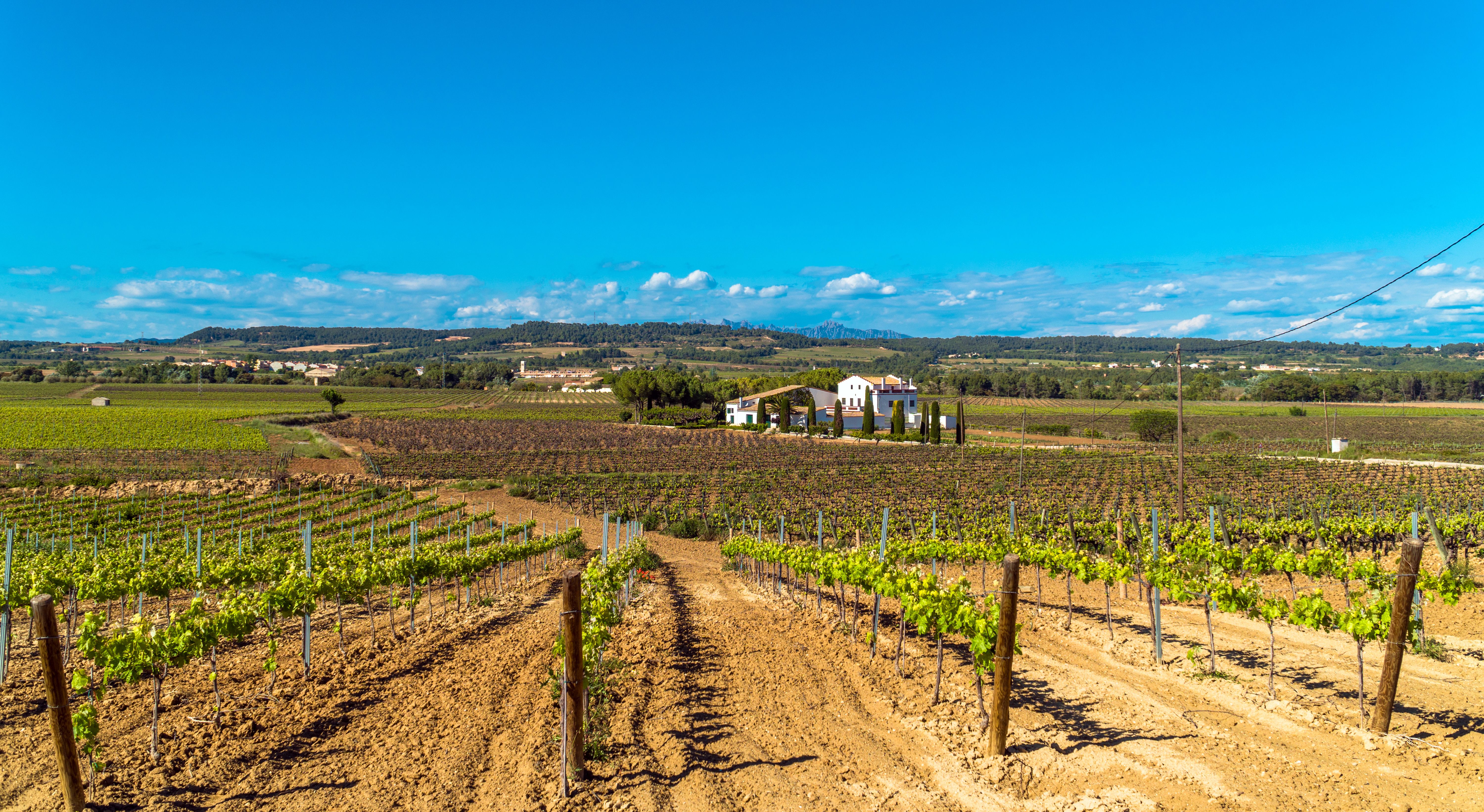 A view of vineyards in the wine-making region of Penedes in Spain