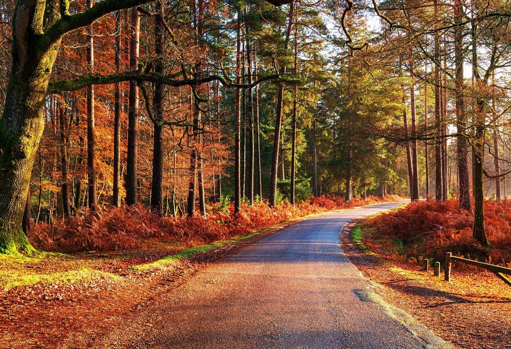 An eye-level view of a road running between the orange and red trees and shrubbery in an autumnal park in the New Forest